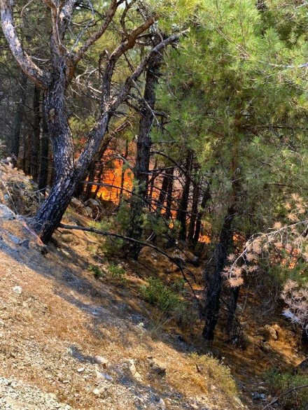 Datça ve Çeşme'de orman yangını. Evler tahliye ediliyor!